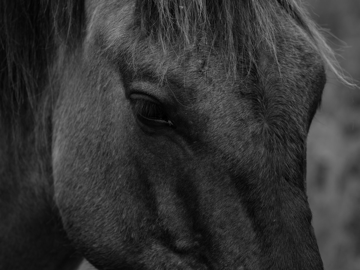 Pferd mit Charakter – Authentisches Portrait