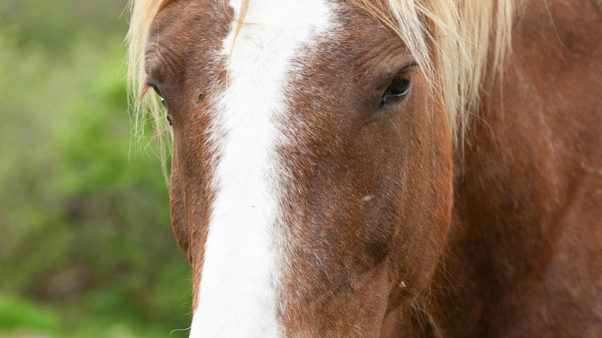 Pferdeportrait im Wald – Berner Oberland